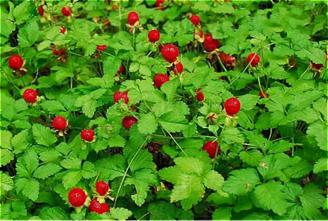 的名字,什么龙吐珠,蛇泡草,三叶风,鼻血果果,珠爪,蛇果,鸡冠果等等,都