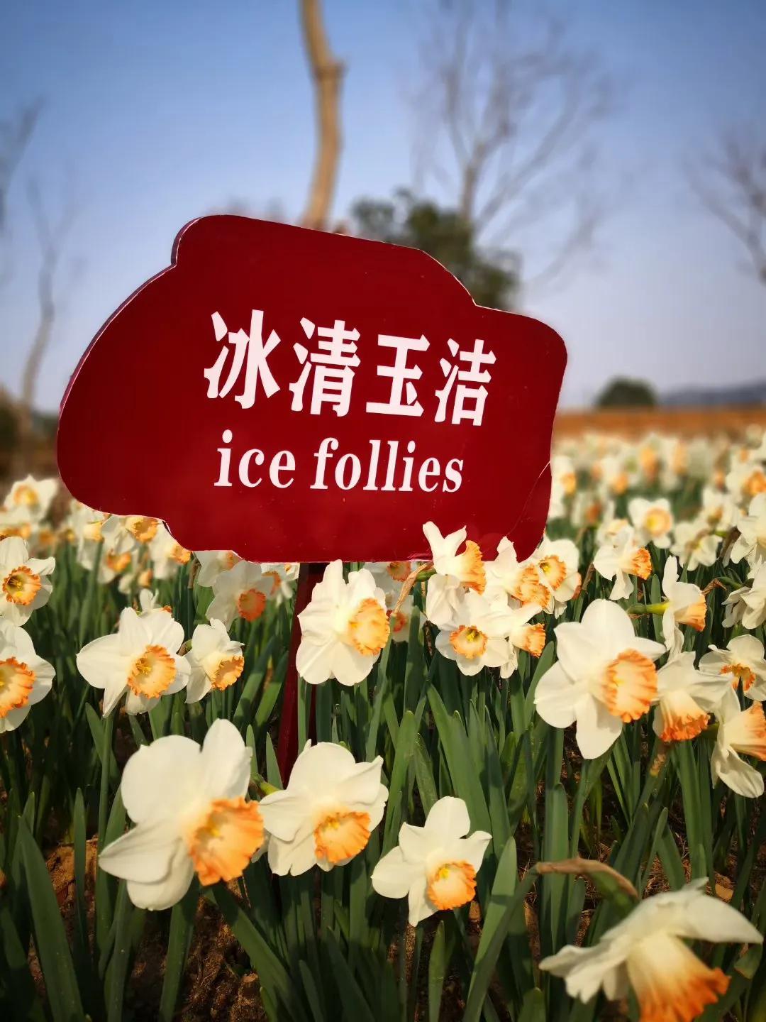 听花，寻花，只为赏花，知花，爱花