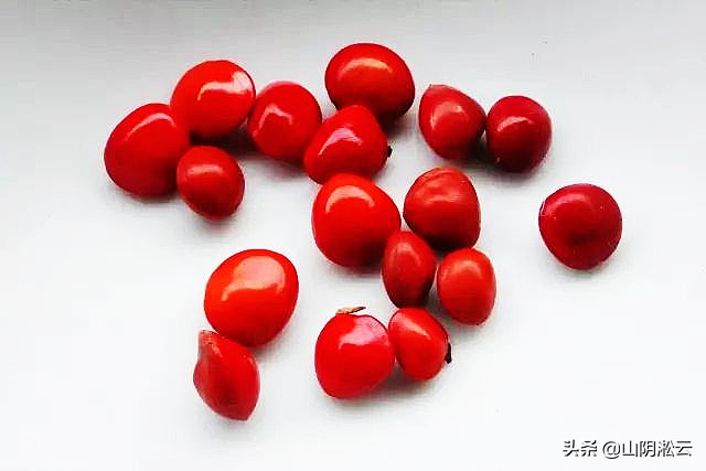 江阴顾山,南国红豆,新春里的故乡就在身边