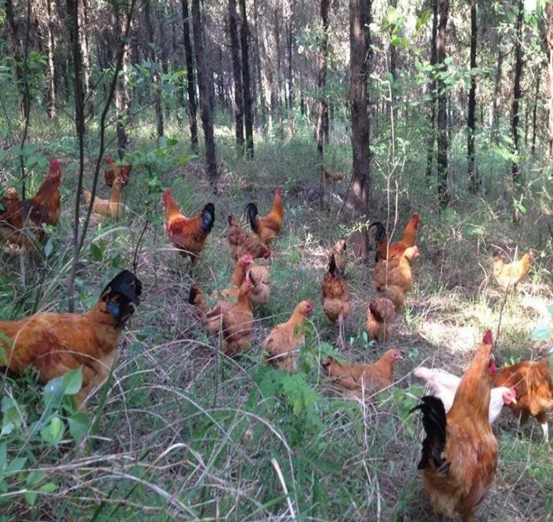 生意不景气而倒闭,回到老家后,利用空闲的山地搞起了散养鸡,一座荒山