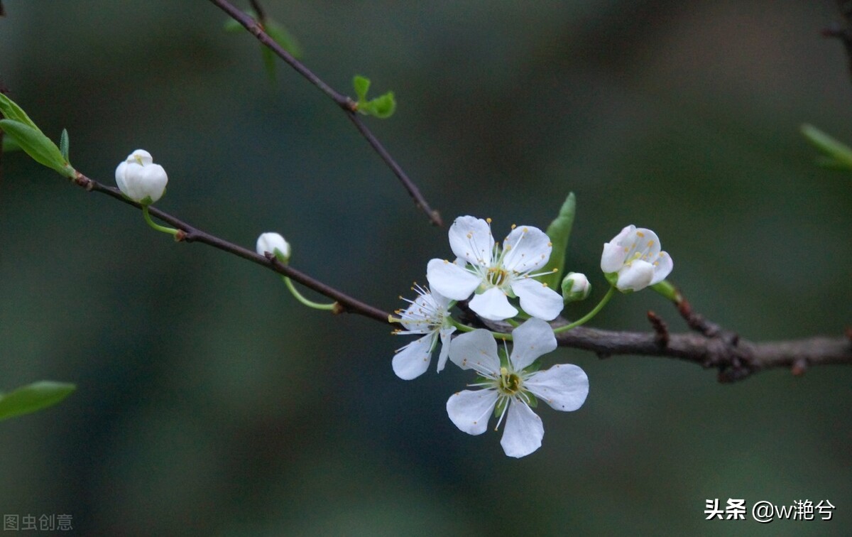 春天的颜色——红白黄紫绿