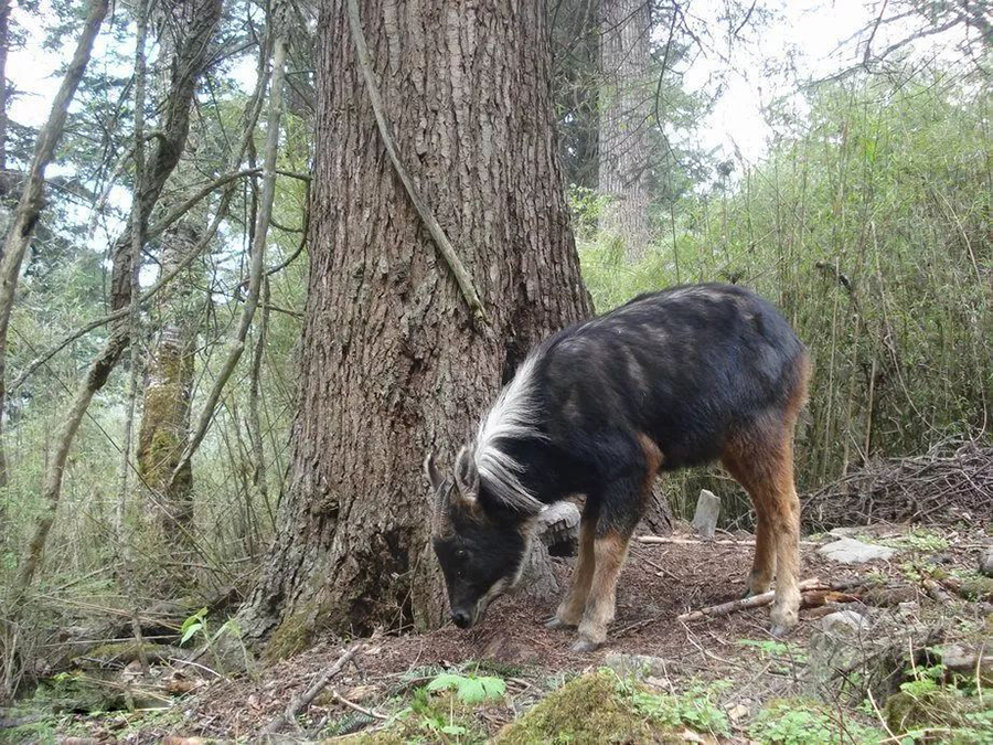 山驴子是什么动物,山驴子长啥样