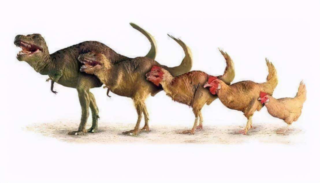 怎樣讓公雞不打鳴,怎樣讓公雞不打鳴兒?