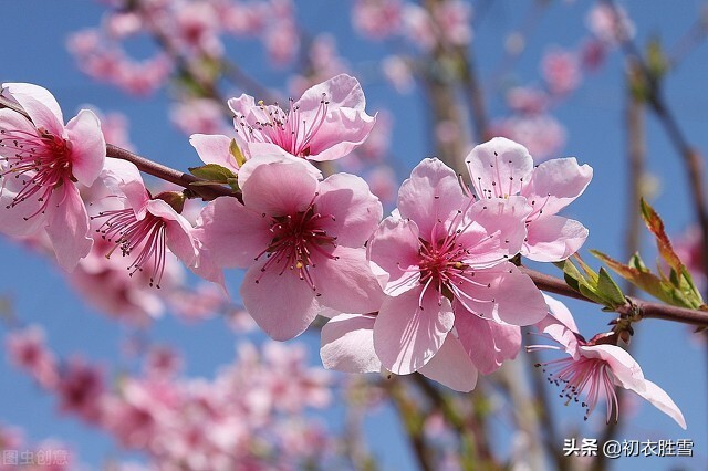 ​仲春明丽桃花美词五首：一笔远村如抹，屋角有桃花，是谁家？