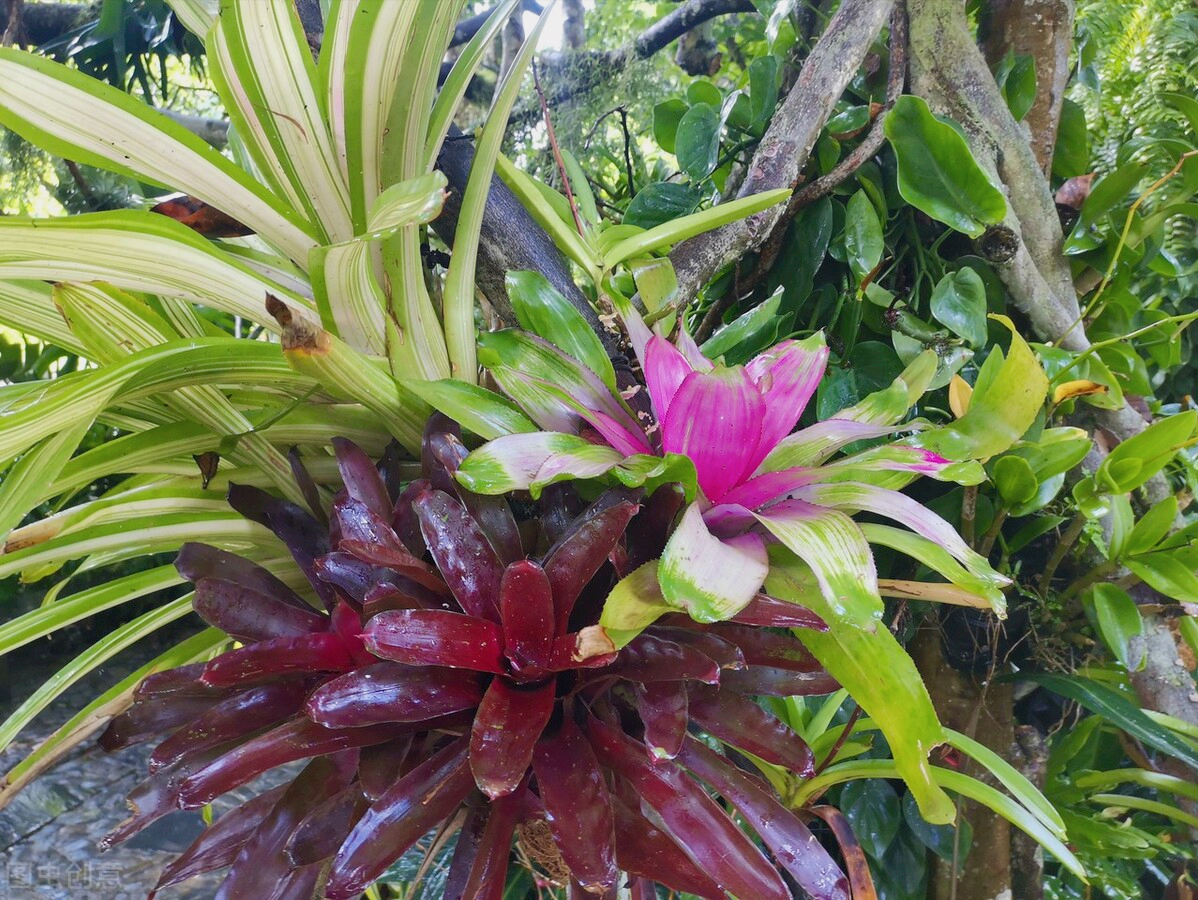 一花一深爱，花海美蓝天，花艳醉春光，花笑荡柔情，人间如仙境