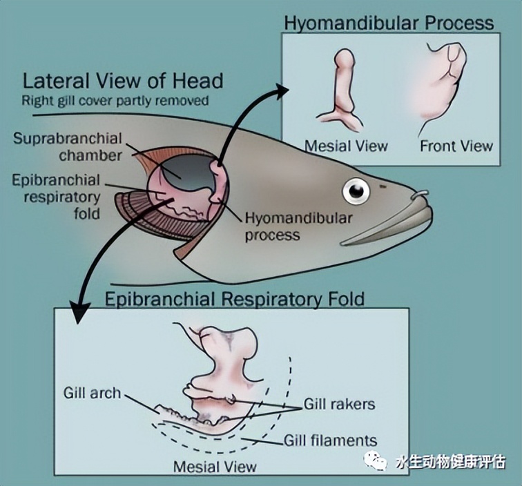 鱼类的呼吸器官除了鳃外，还有其他器官打辅助——鳃上器