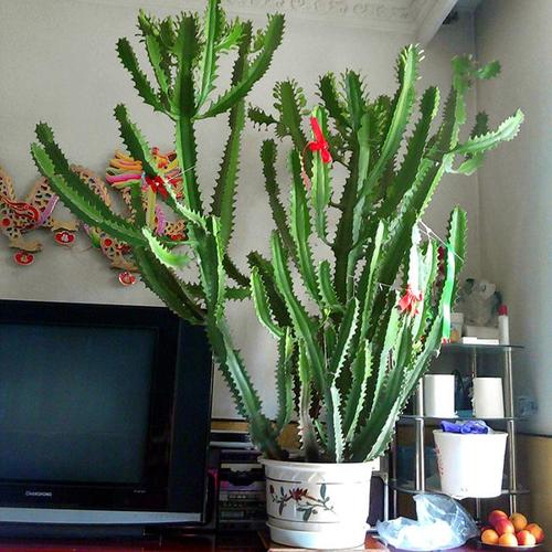 飞羽竹芋是（40款超治愈的家居绿植介绍）