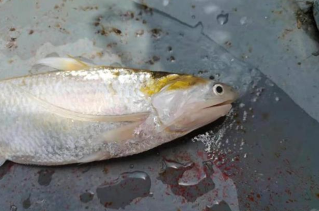 罕见刀鲚现身靖江鱼塘养殖户根本没有放过鱼苗