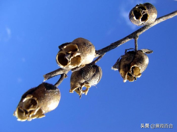 世界上最不寻常但最独特的10种花