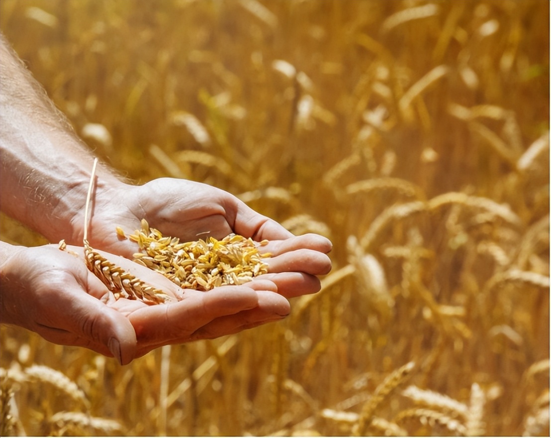 全球粮食自给率排名，法国第1美国第5，中国难道没有上榜？