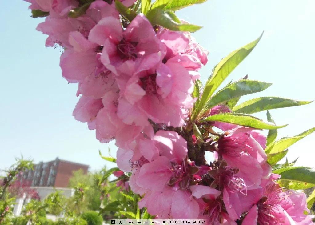 分享图片，浪漫唯美粉红色的花