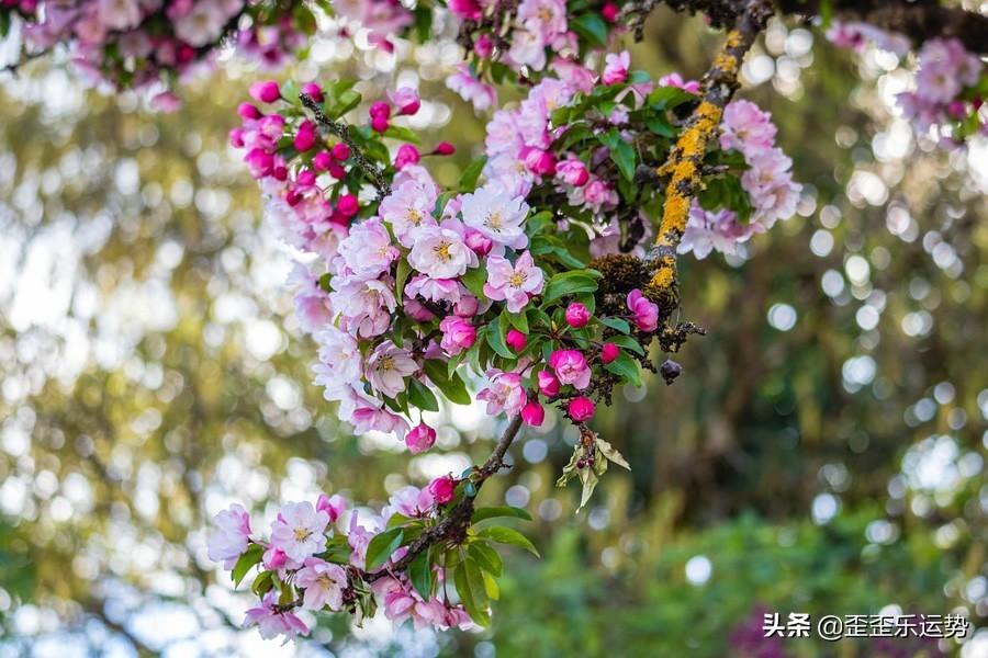 属鸡天蝎男本月运势白羊座今日运势 汽车时代网