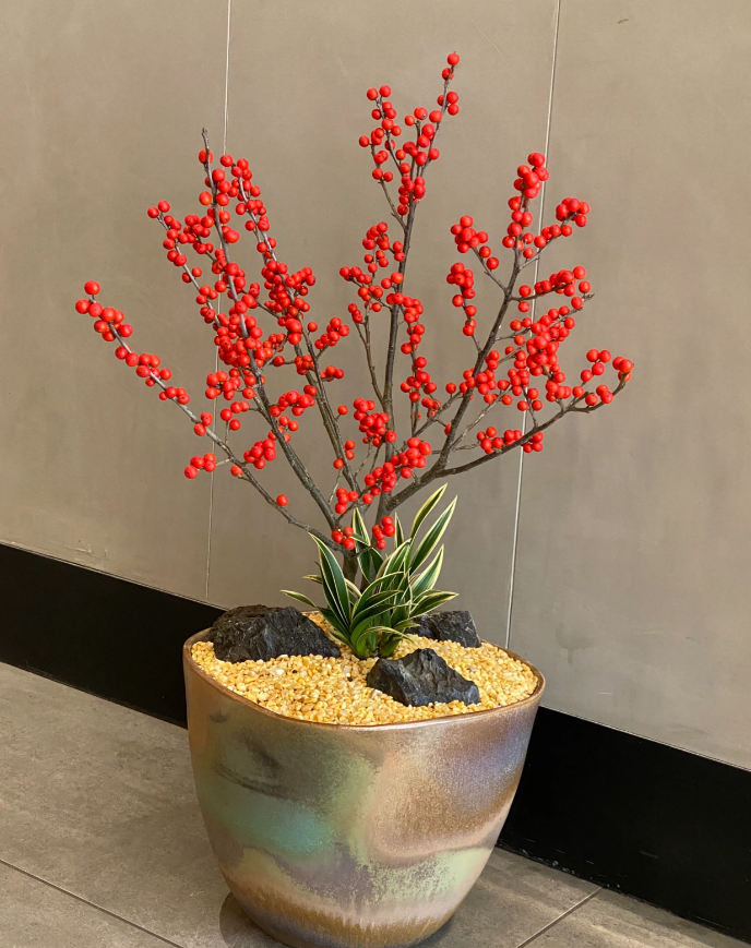 冬季盆栽"新宠"北美冬青,养护好4点,枝头挂满红果果