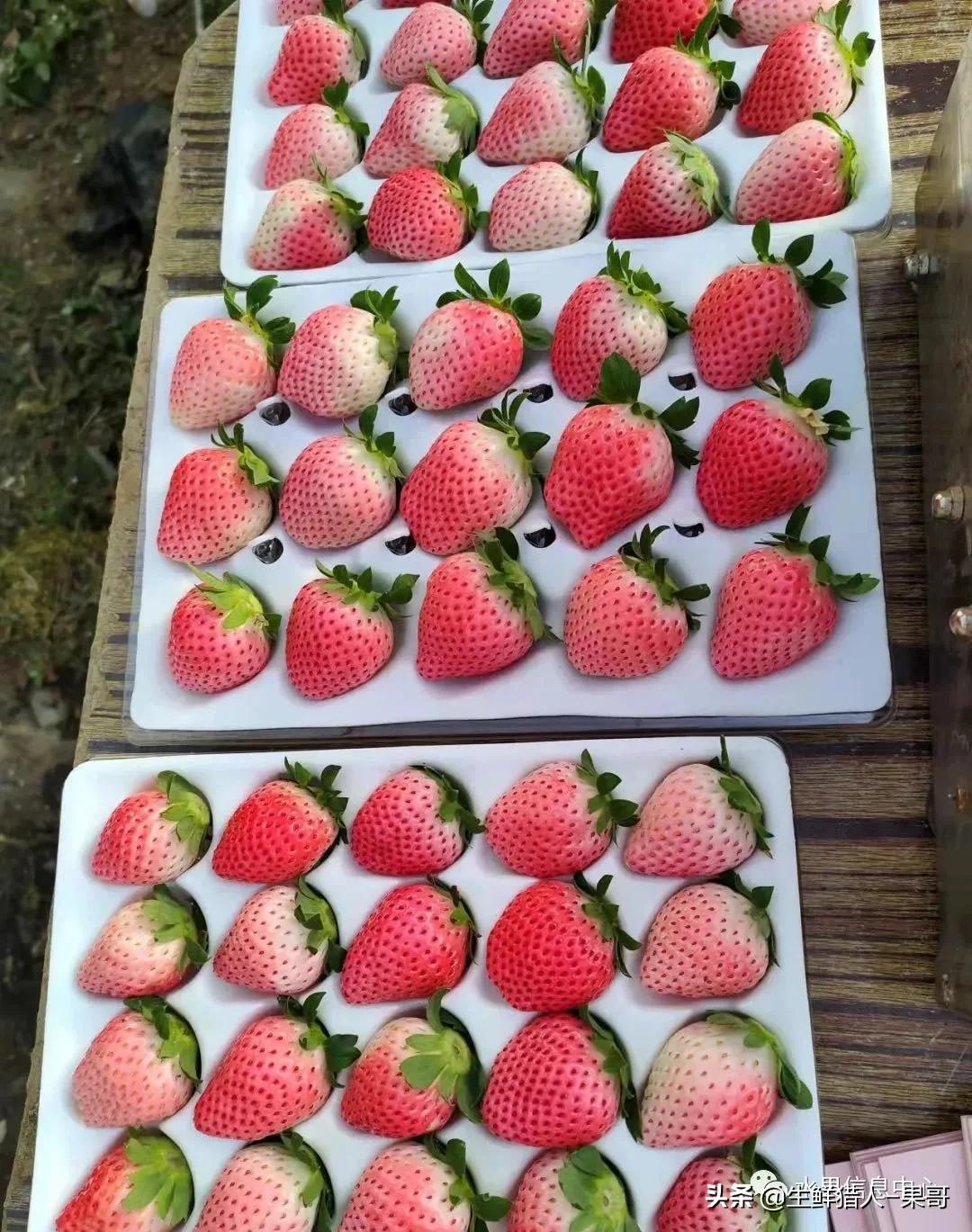 越秀草莓图片（中国草莓主要产地分布及品种介绍）
