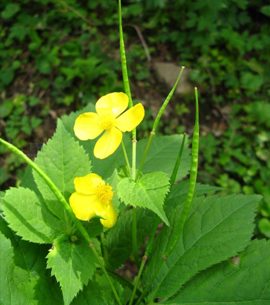 荷青花也叫拐枣七,它是一种什么样的植物