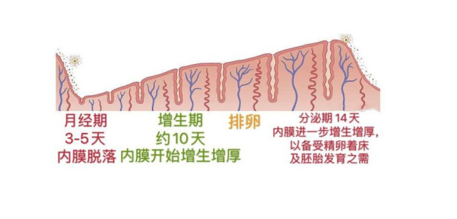 子宫内膜多少mm正常 如何做到科学保养子宫内膜?