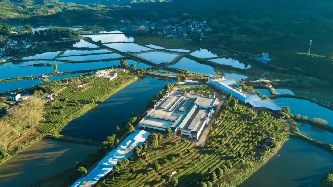 有机茶点亮乡村振兴路——南屏镇整碗村&祖祥茶业&云南农大携手乡村振兴项目签约