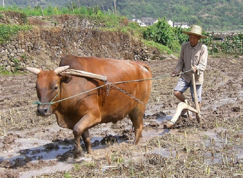 不同肤色的人种可以生育混血儿，为何黄牛和水牛却不能杂交生育？