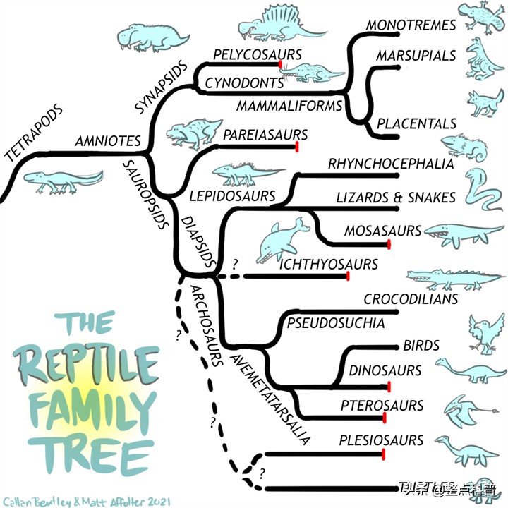 进化论的终极bug：乌龟，如何成为科学家们的“噩梦”？