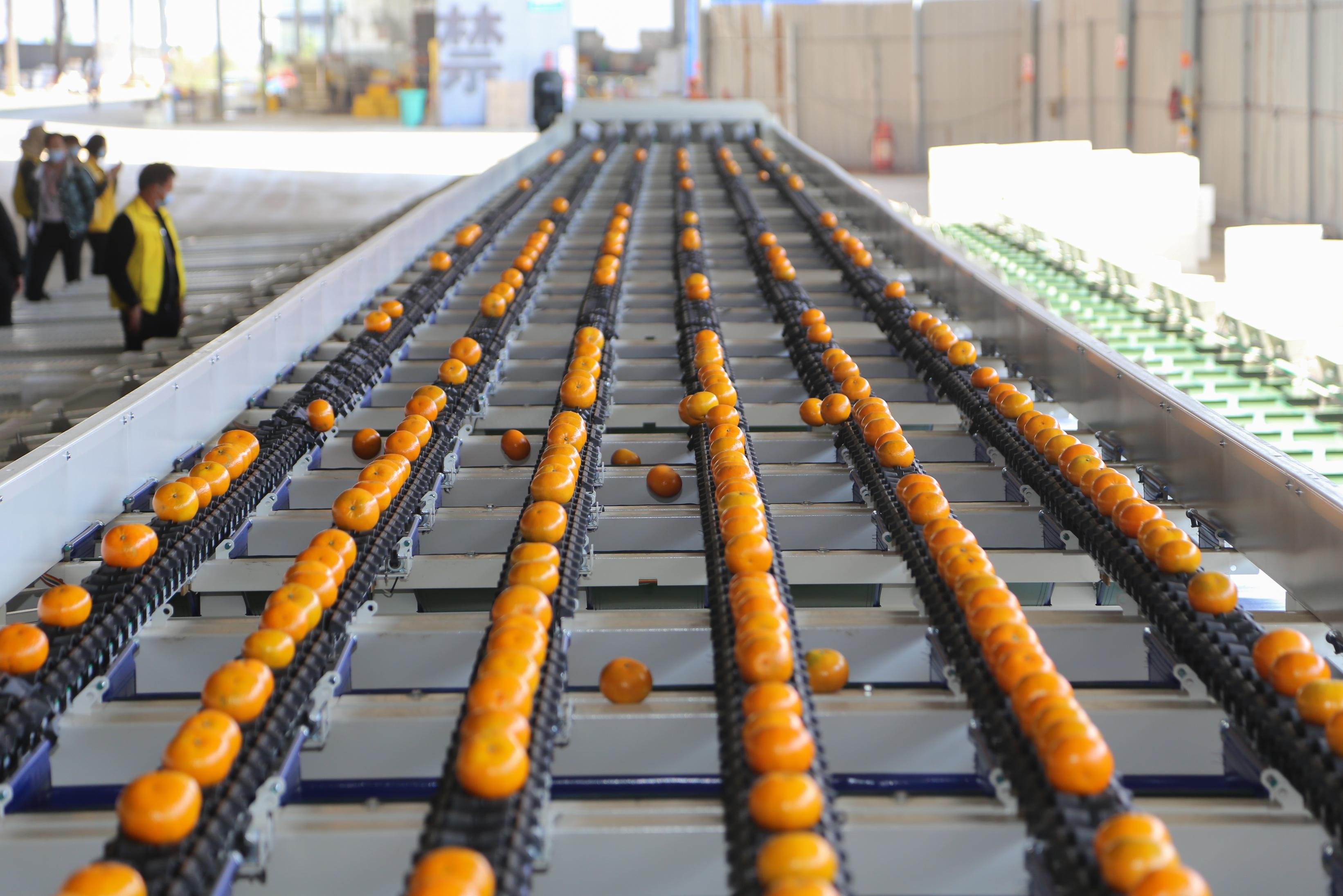 广西金佳林高端柑果自动化分选线落户南宁西乡塘产业园