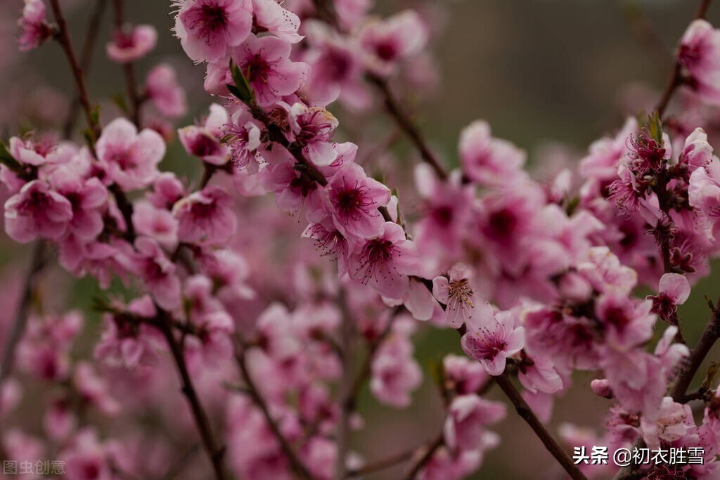 ​仲春明丽桃花美词五首：一笔远村如抹，屋角有桃花，是谁家？