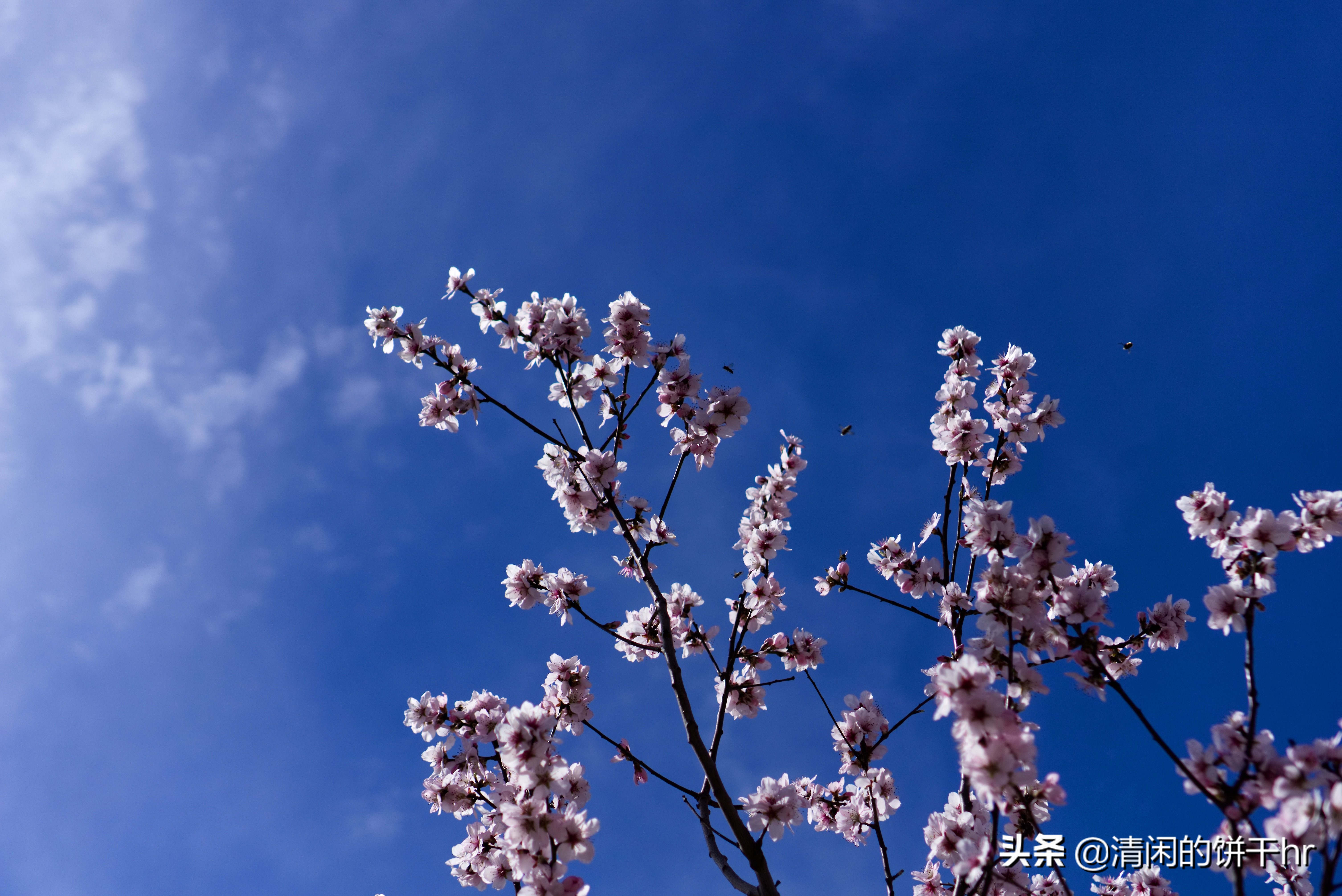 杏花壁纸 真实图片