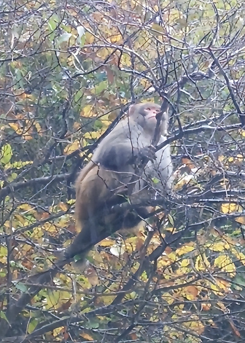 甘肃秦州区李子园：发现野生猕猴，多次“拜访”村民家