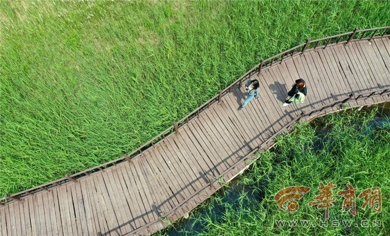 合陽(yáng)縣洽川鎮(zhèn)：蘆蕩萬(wàn)頃勝似江南風(fēng)景 文旅融合振興美麗鄉(xiāng)村
