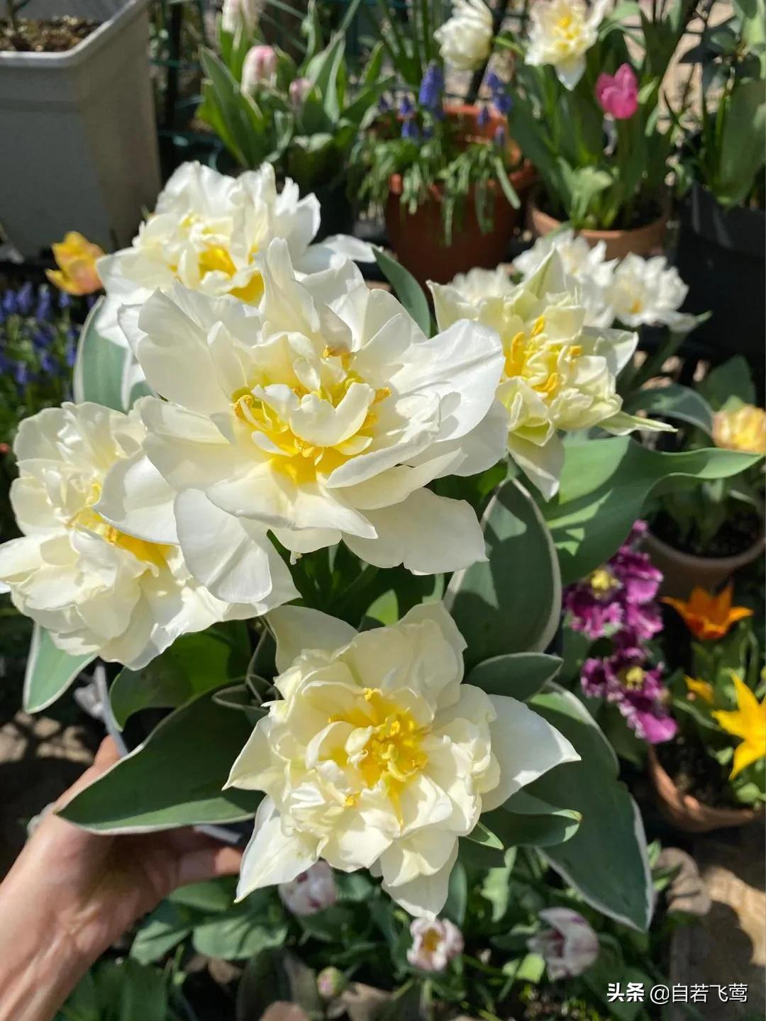 《朗读者》中董卿经典语录，每句都富含哲理