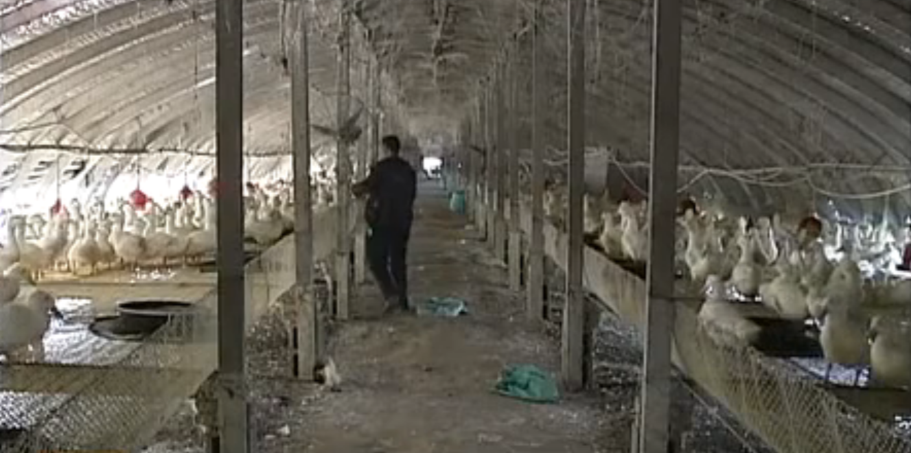 2007年男子花60万养鸭子，4年后靠鸭子挣了2000万，如今身价过亿