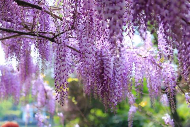 “紫藤挂云木，花蔓宜阳春”，藤蔓之美，美到心醉，网友：迷上了