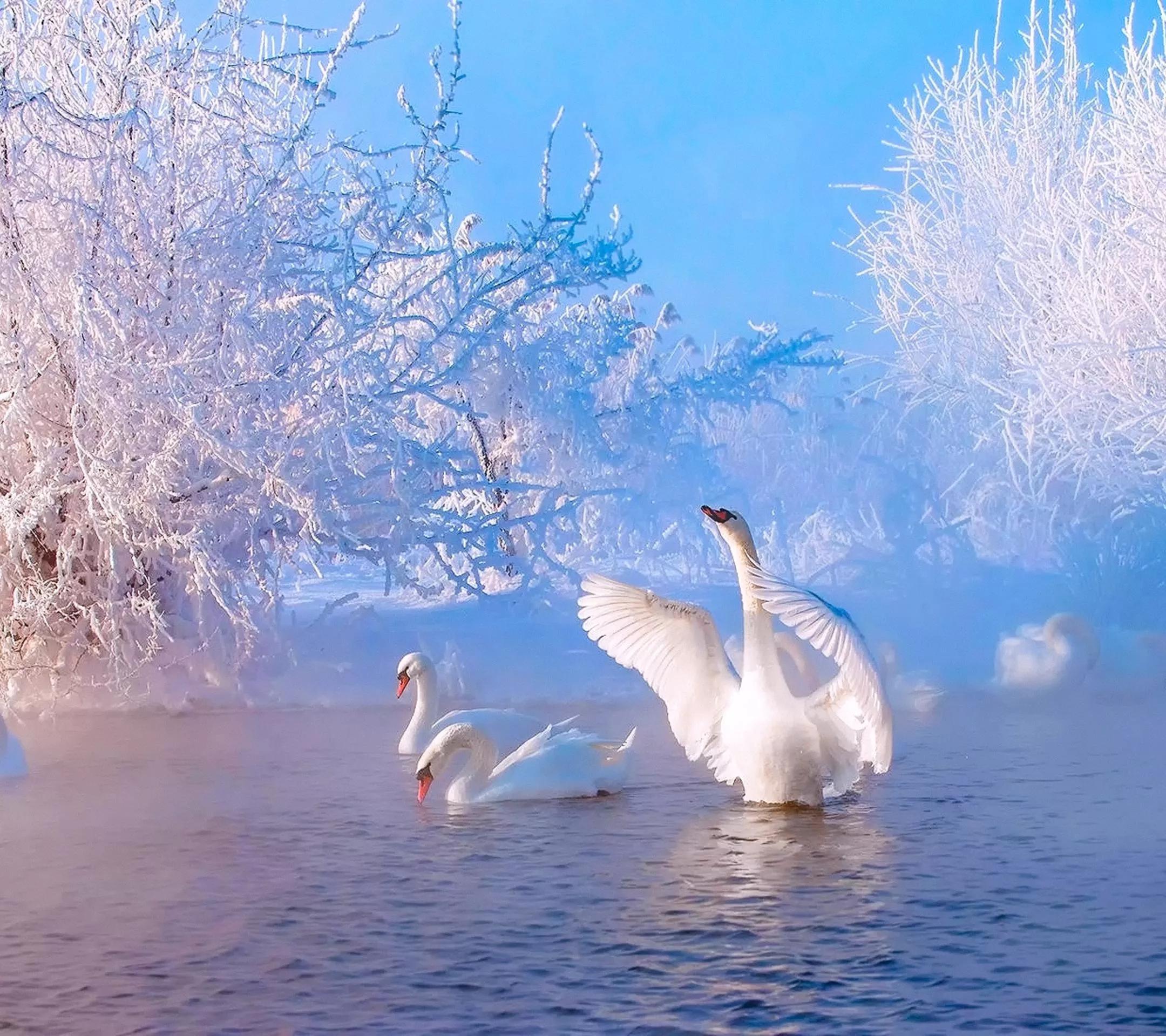 天鹅是美丽的,灵动的