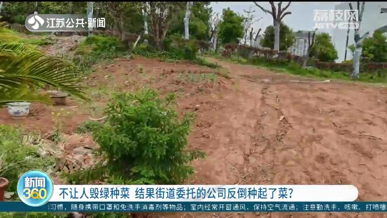 不让人毁绿种菜 结果街道委托的公司反倒种起了菜？