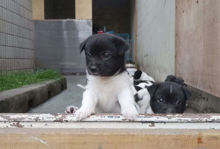 田园犬和土狗有什么不同（土狗三大品系划分）