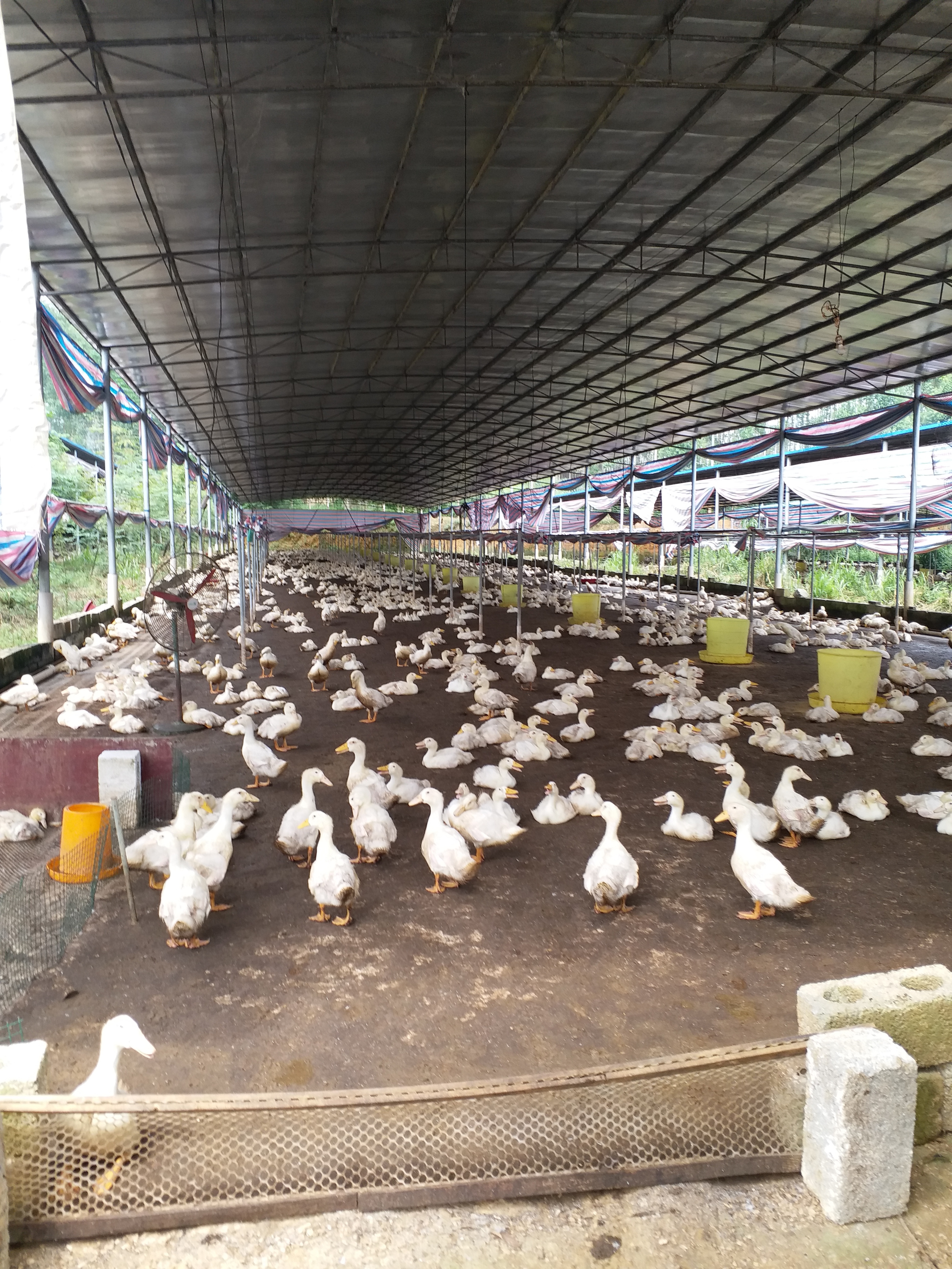 抓住盛夏季节，养好肉仔鸭