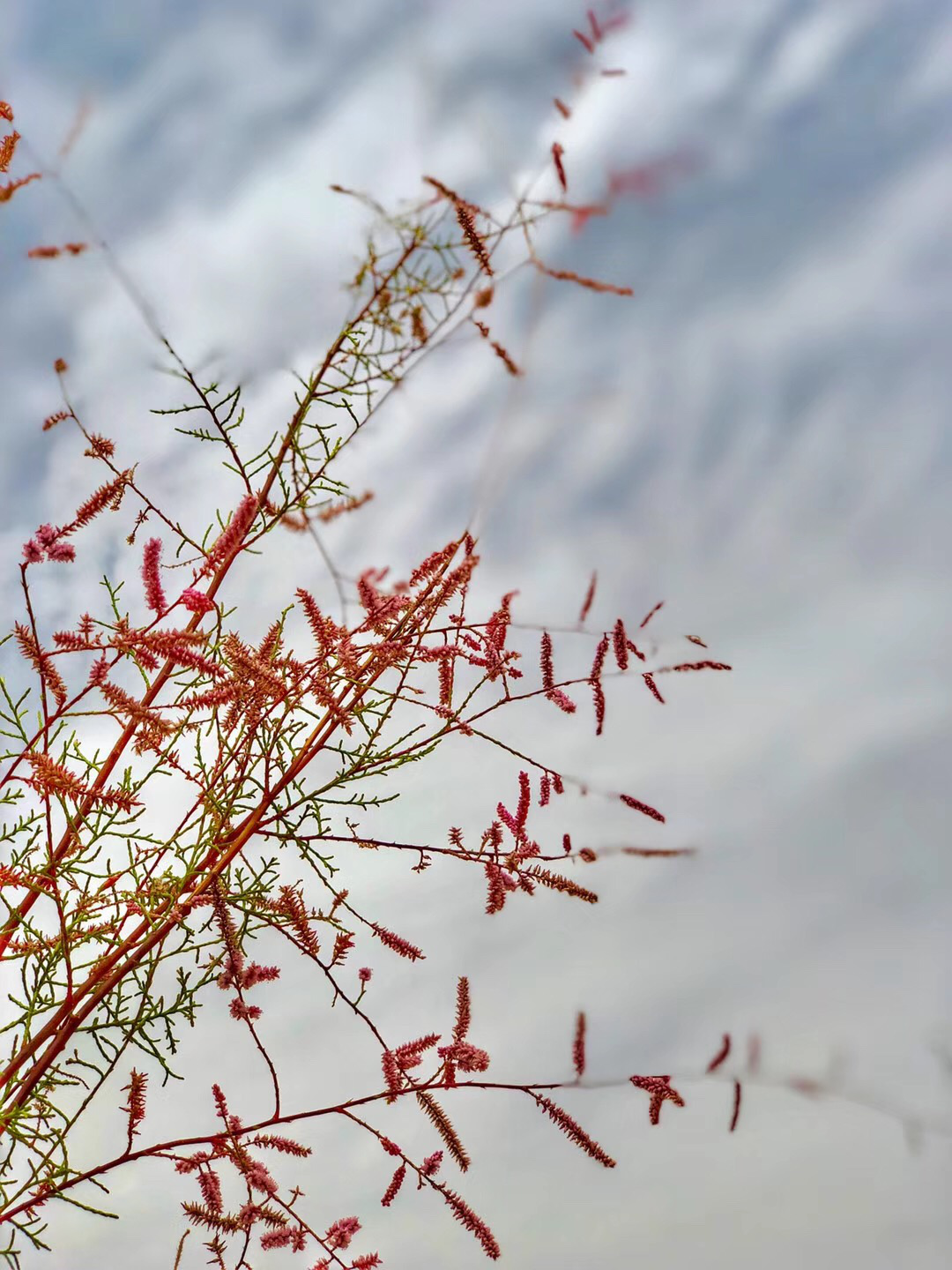 乡情散文:生长在沙坨子上的红柳棵