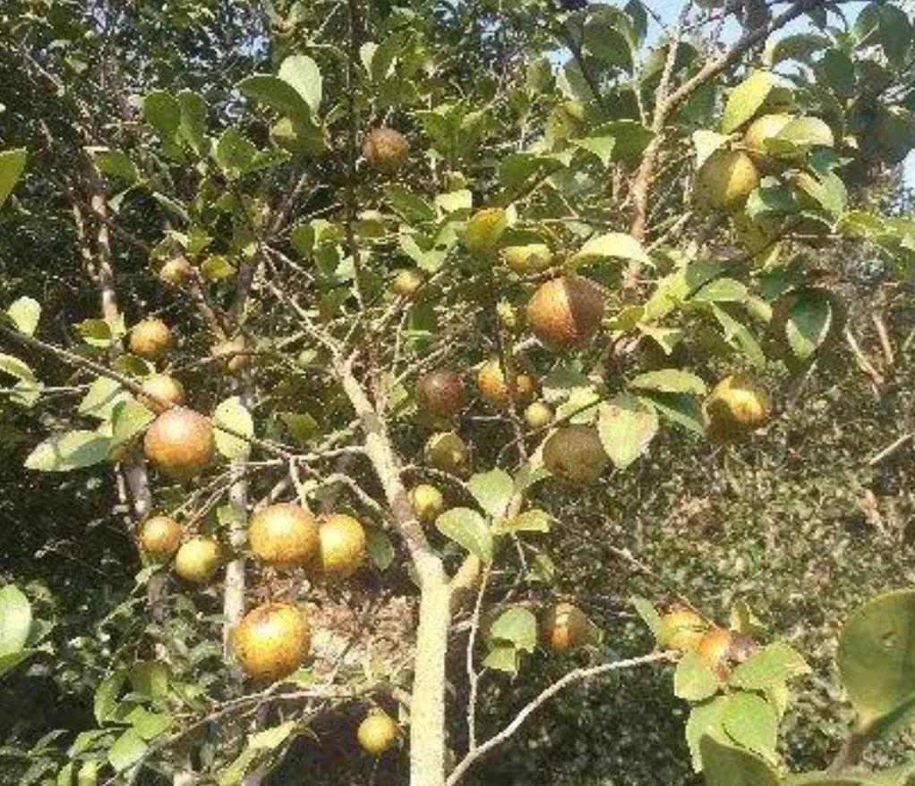 山茶油有什么功效与用途呢?