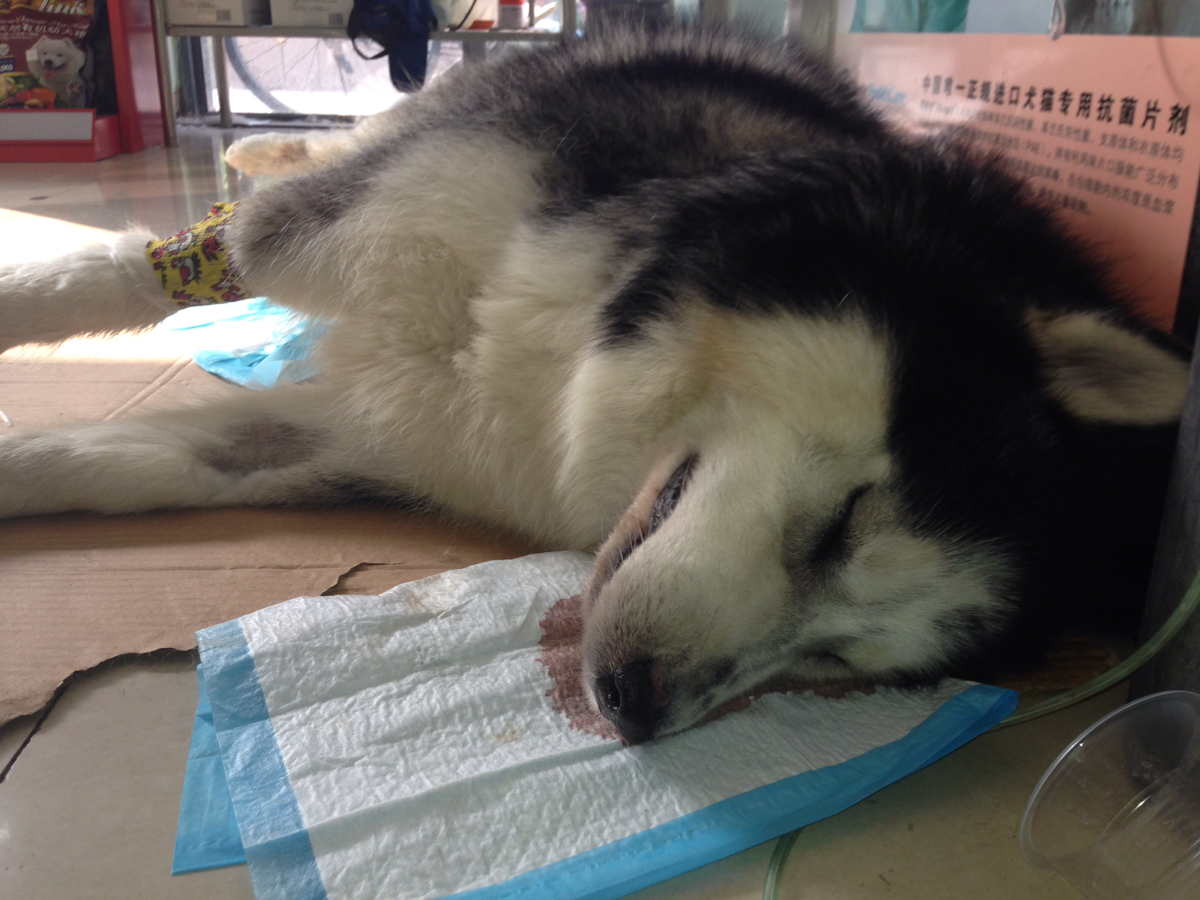 这12个“狗狗冷知识”，养狗多年的人，也不一定懂