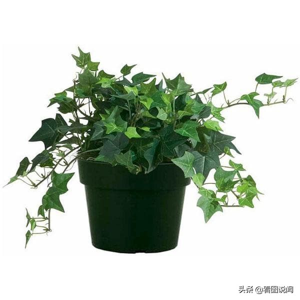 可以帮助缓解压力的6种室内植物