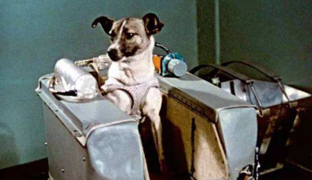 世界上第一只太空狗图片