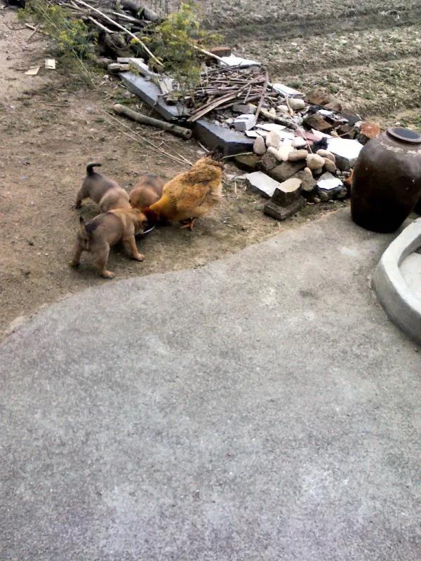 鸡犬相闻,鸡飞狗跳,鸡犬不宁,偷鸡摸狗,淮王鸡狗,鸡和狗的成语不少,但