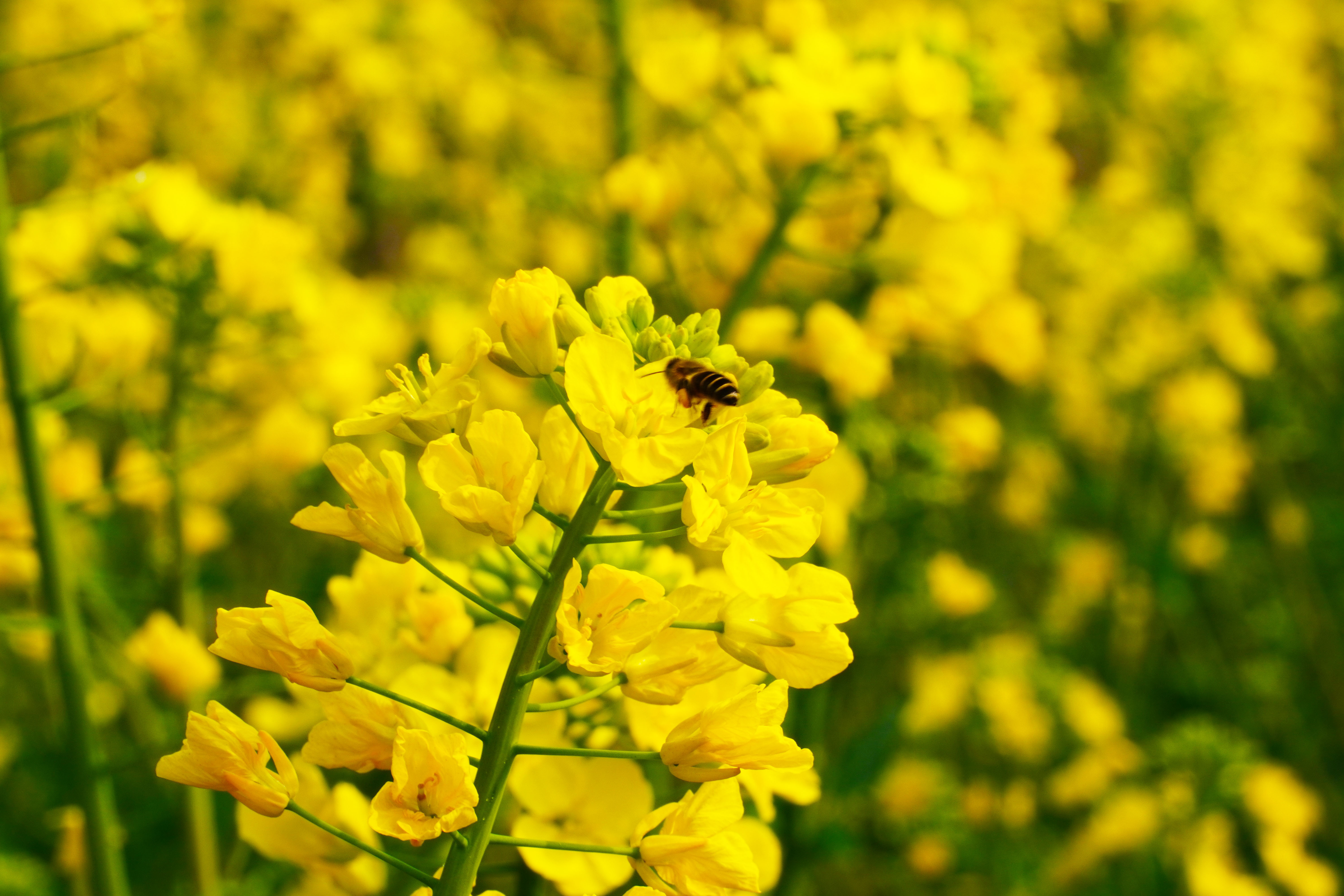 惠风吹拂菜花芳 蝶恋蜂追采蜜忙