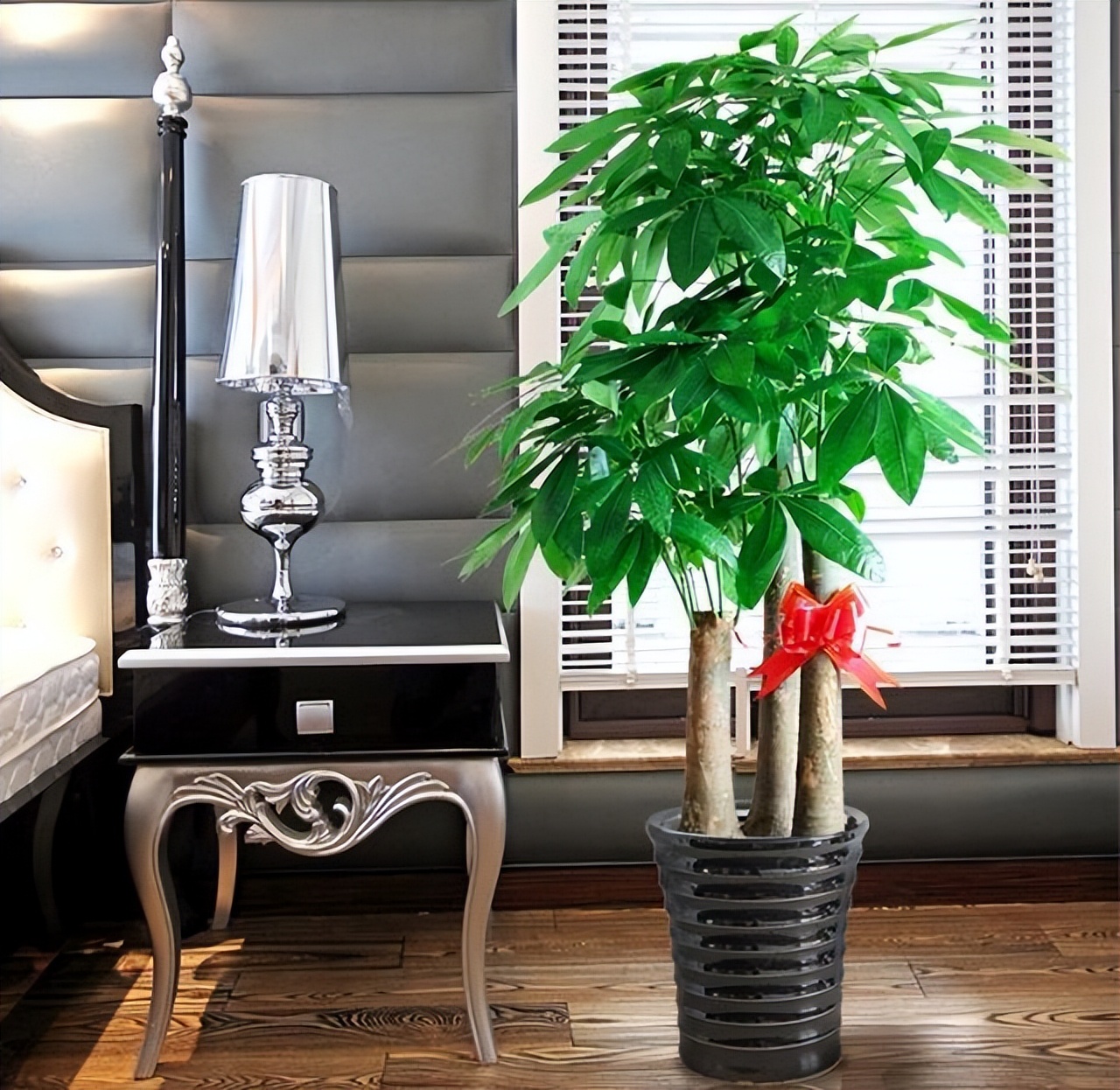 客厅养花“讲究大”，别随便，这6种，贵气不俗，养人旺家