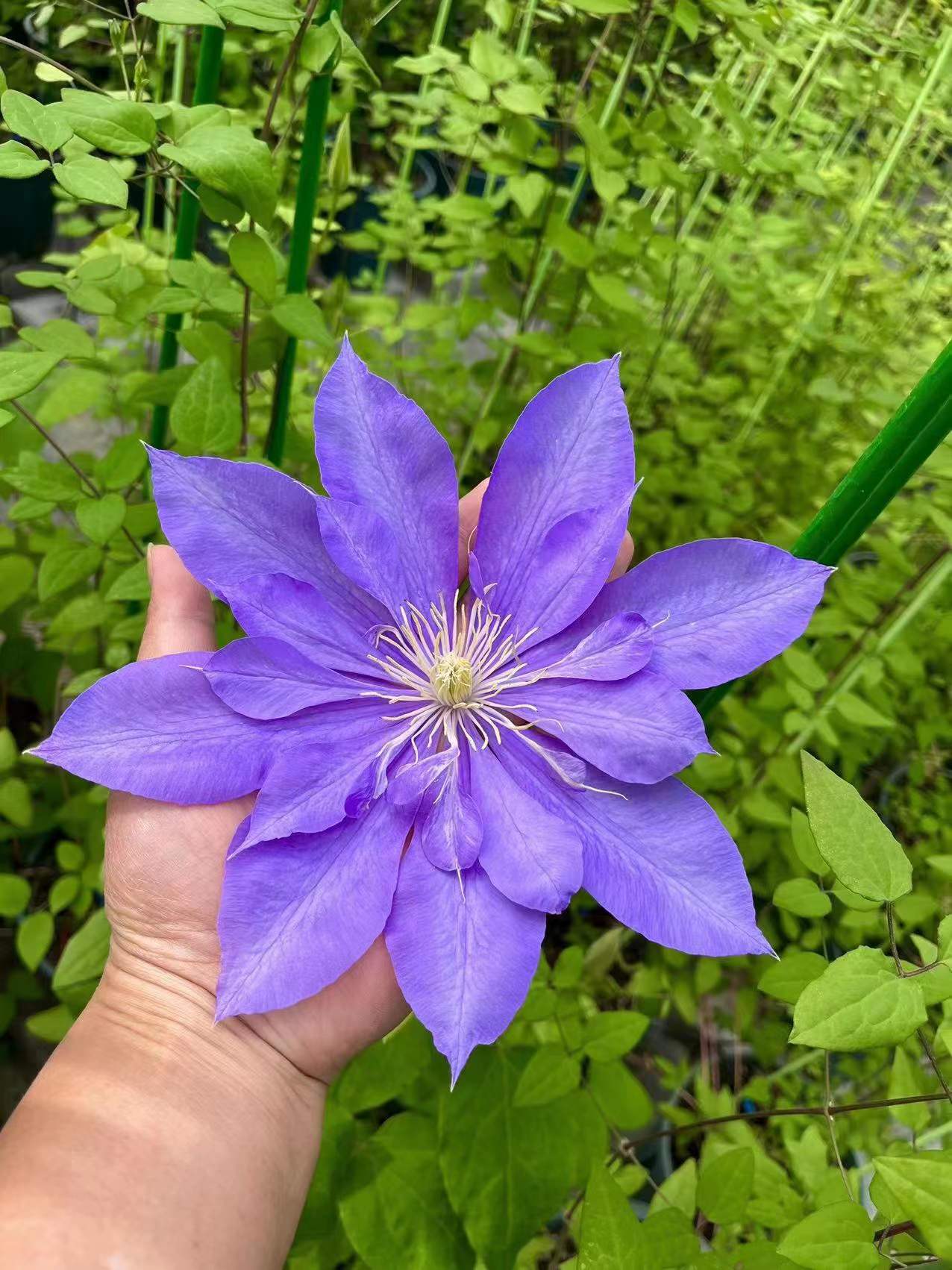 夏尔曼铁线莲品种介绍(花园舞会上的佼佼者)