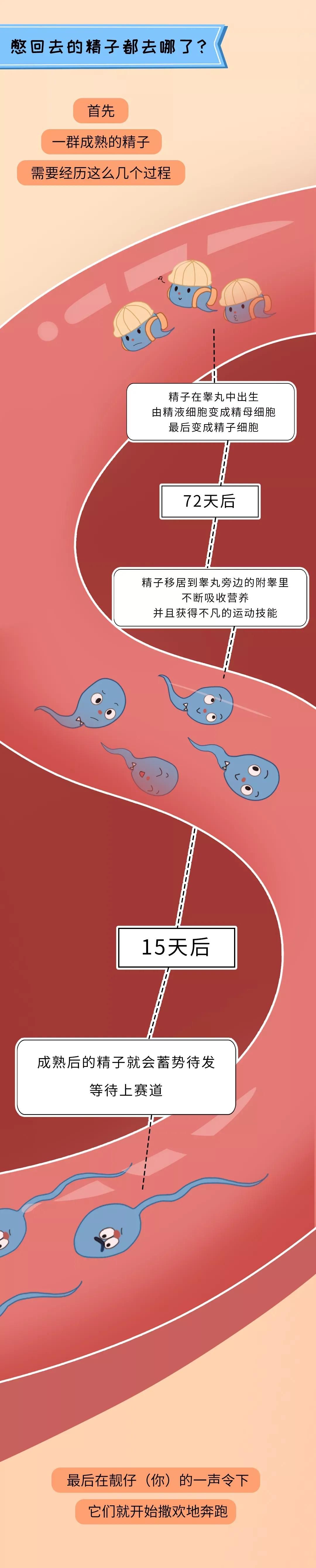 被男生憋回去的小蝌蚪都去哪儿了？