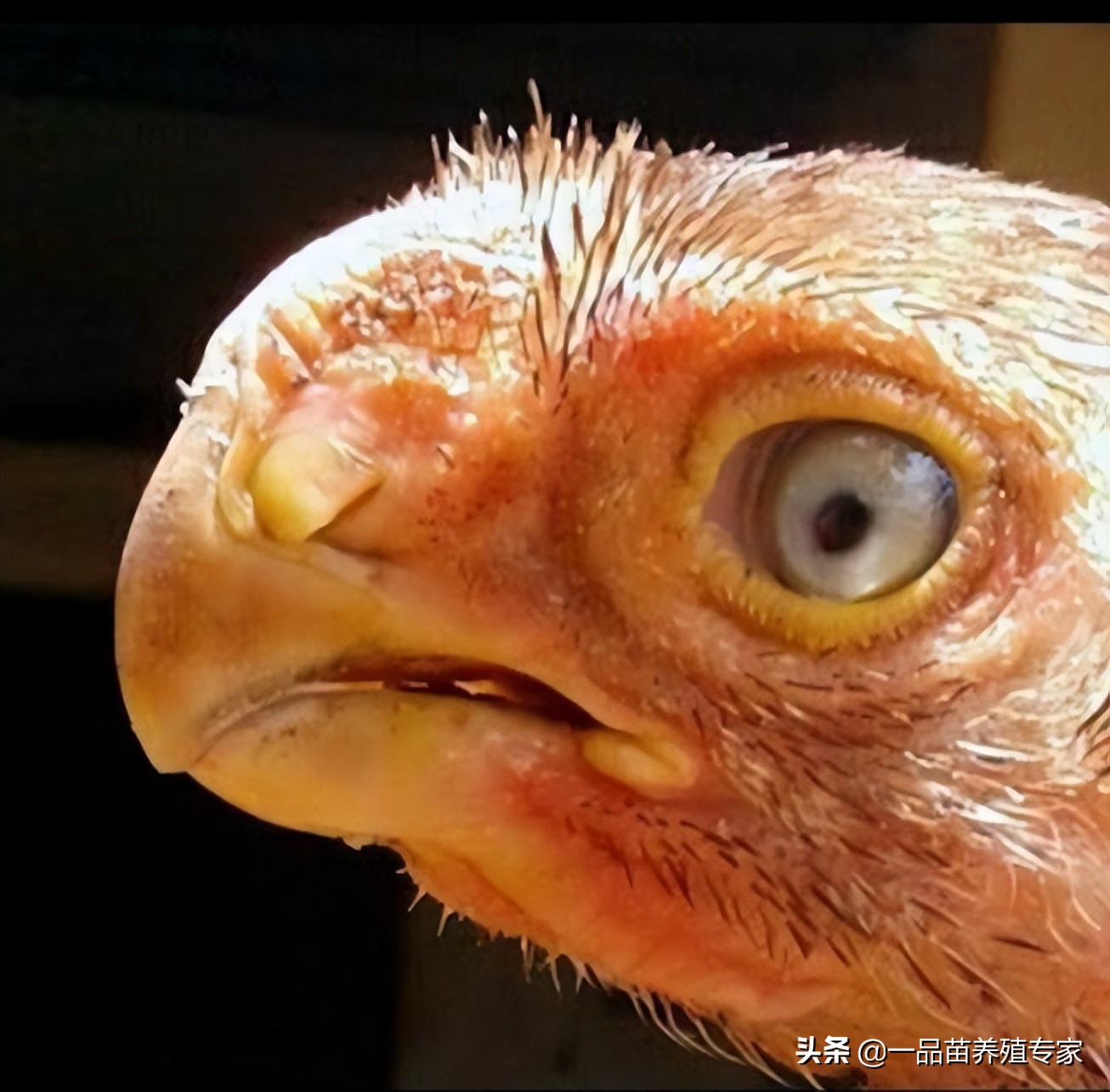 它是斗鸡的"祖师爷",体重14斤,打起架来自己都怕