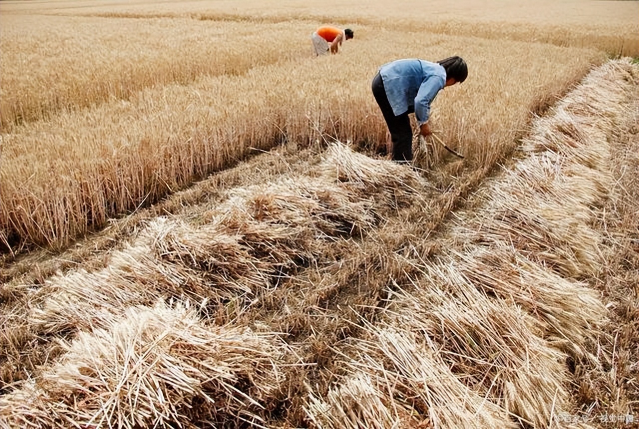 村委班子增设媒体部门，是否有必要？