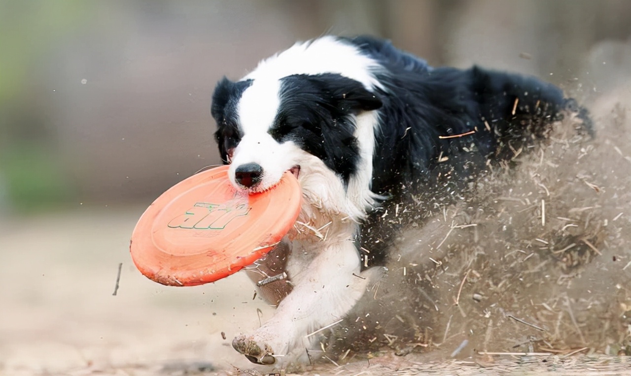 边境牧羊犬吃什么狗粮比较好（边牧最爱的5样有营养的东西）