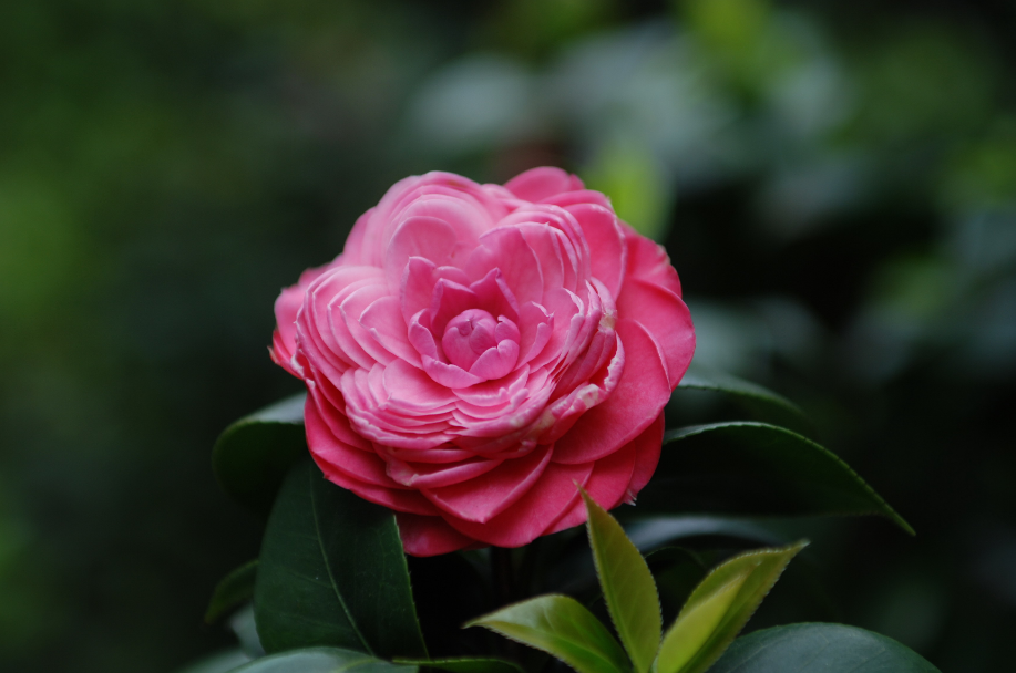 「诗词鉴赏」山茶花开时，十一首山茶花的诗词，烂红如火雪中开