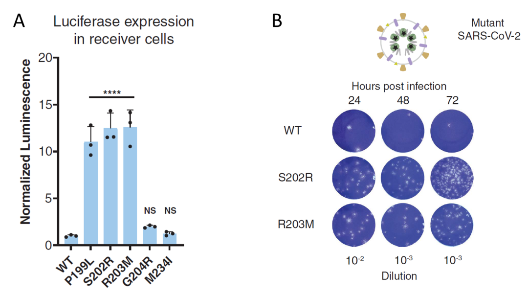 新平台安全简捷研究结构蛋白突变对病毒生命周期关键步骤的影响